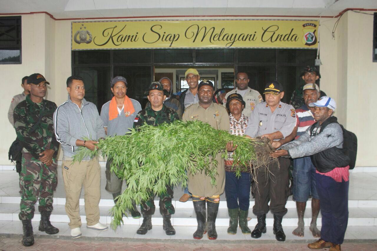 TNI Temukan Ladang Ganja Seluas Setengah Hektare di Pegunungan Bintang, Papua
