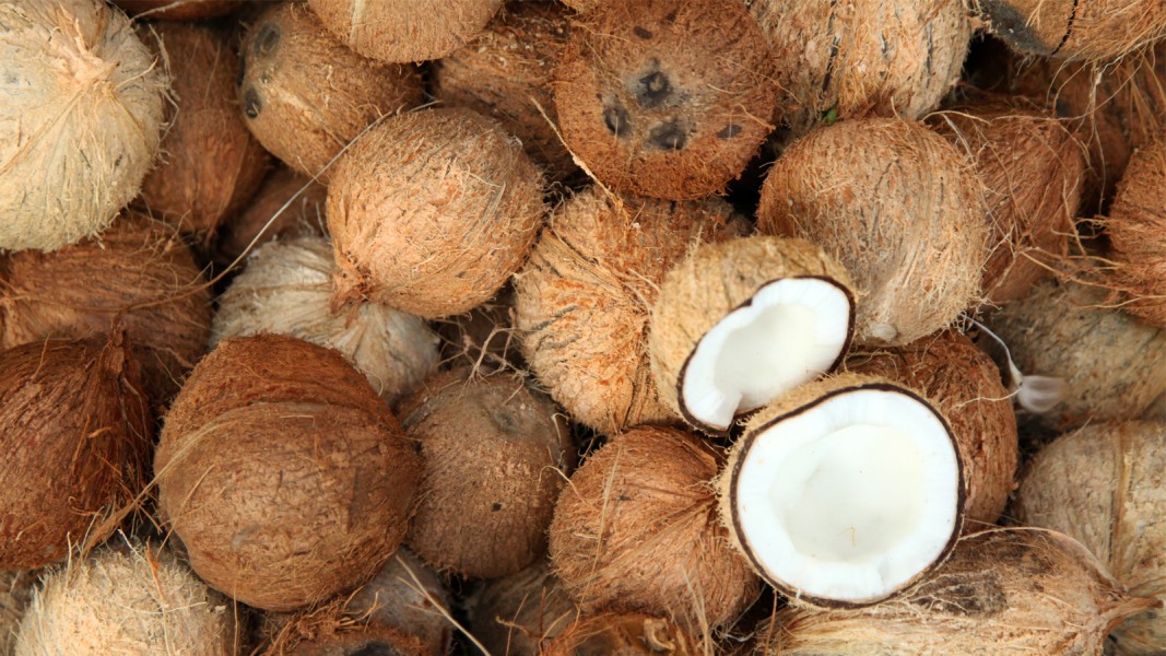 Terungkap! Biang Kerok Harga Kelapa Naik Gila-Gilaan di 2025