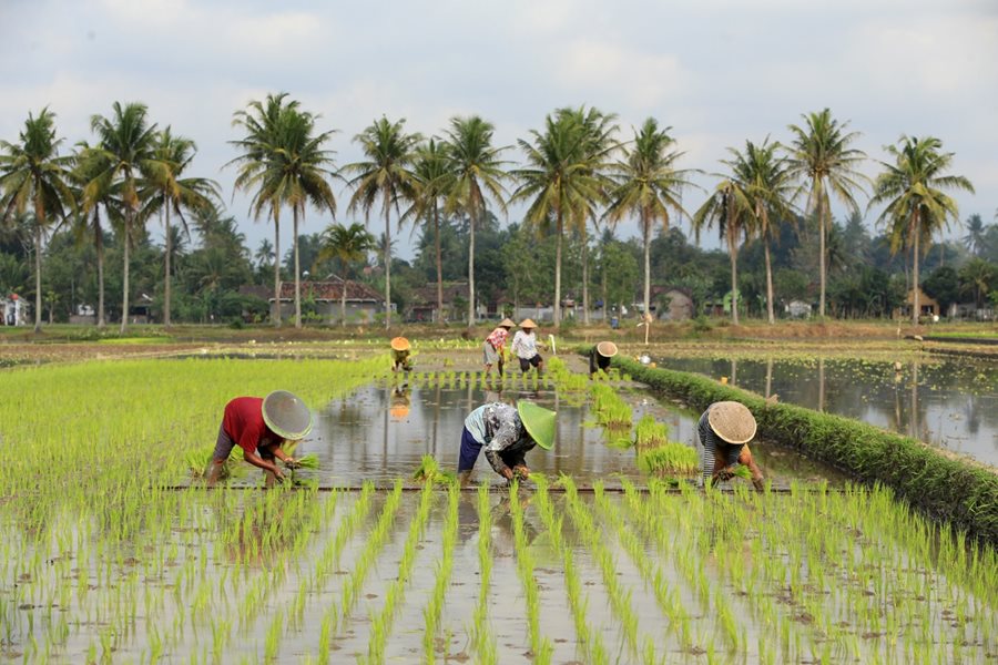 Sektor Pertanian Jadi Penopang Utama Pertumbuhan Ekonomi Kuartal I 2025