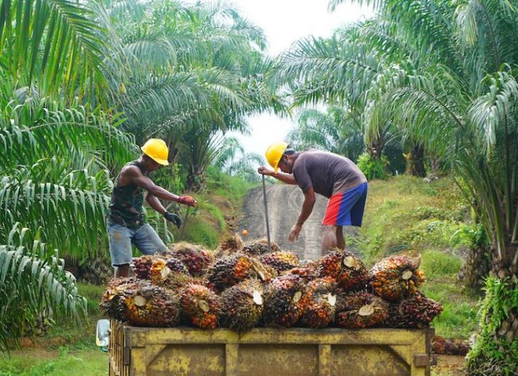 Peran Penting Industri Sawit: Serap 16,5 Juta Tenaga Kerja di Indonesia